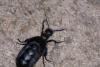 Meloe sp.